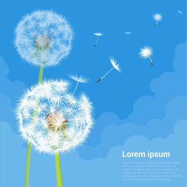 Karahindiba tohum uzakta esen rüzgarla