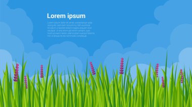 Bahar çim ve çiçek