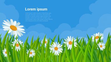 Bahar çim ve çiçek