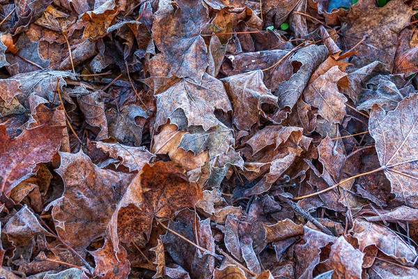 Feuilles givrées tombées sur le sol . — Photo