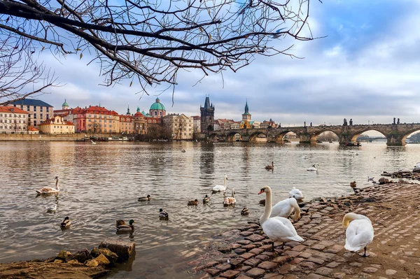 Cisnes na margem do rio Vltava em Praga . — Fotografia de Stock
