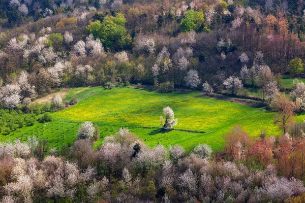 Green field among trees. — Stock Photo, Image