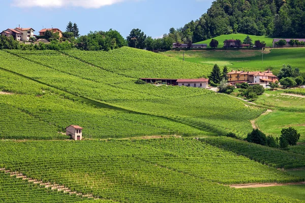 Vinhedos verdes do Piemonte, Itália . — Fotografia de Stock