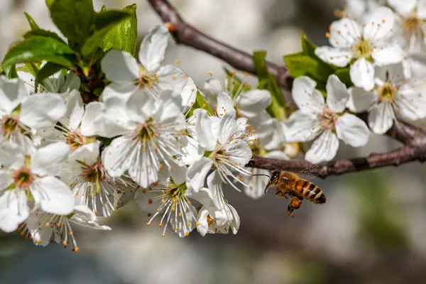 Bee and white flowers in spring. — Stock Photo, Image