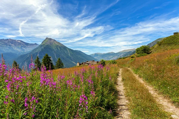 Alpské květiny rostou podél venkovské silnice v regionu Piemont, Itálie. — Stock fotografie