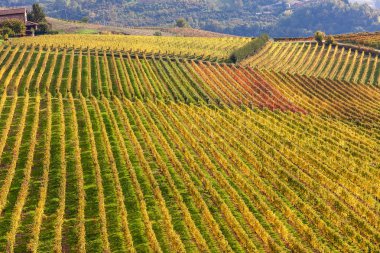İtalya sonbahar üzüm bağları satırları.