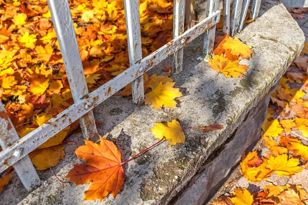 Coloridas hojas caídas en la valla . —  Fotos de Stock