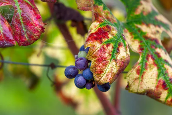 Reife Trauben zwischen herbstlichen Blättern. — Stockfoto