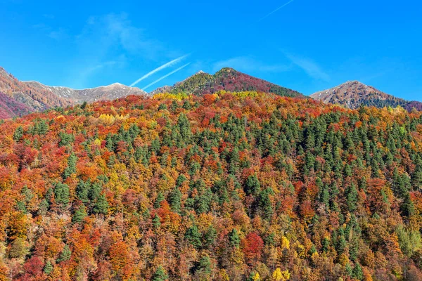 Барвисті autumnal дерев на гори в Швейцарії. Стокова Картинка