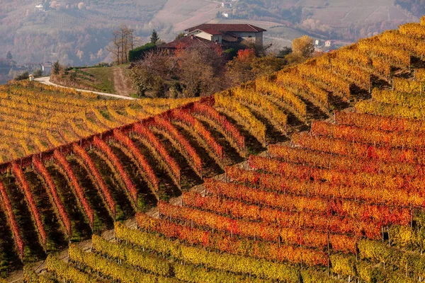 Färgglad höstlig vingårdarna i Italien. — Stockfoto