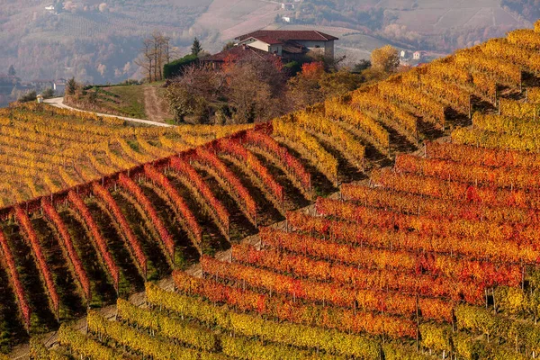 Vigneti autunnali colorati d'Italia . — Foto Stock