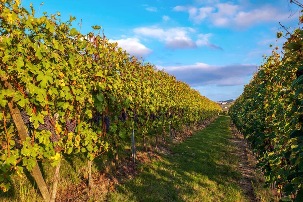 Row of vineyards in autumn. — Stock Photo, Image