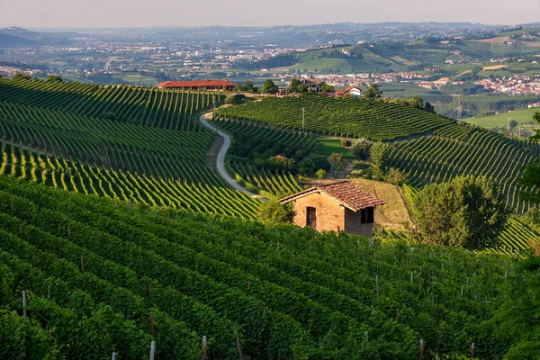 Viñedos verdes de Barolo, Italia . — Foto de Stock