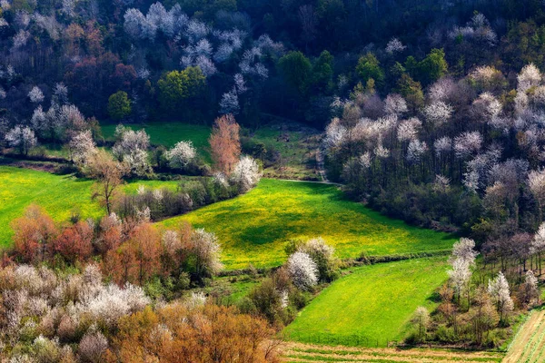 Grüne Wiese zwischen Bäumen im Frühling. — Stockfoto