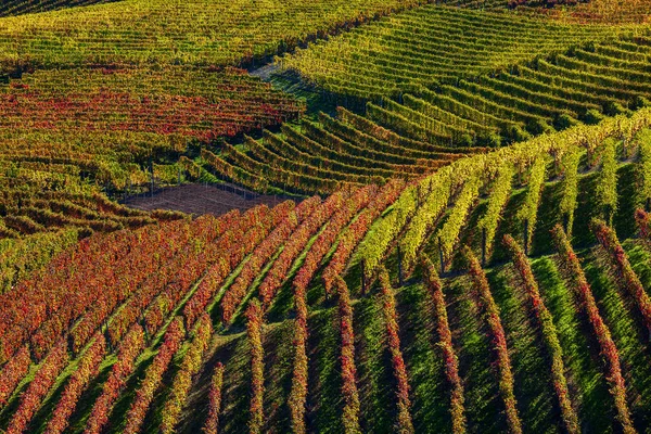 Podzimní vinice v řadě na kopcích v Itálii. — Stock fotografie