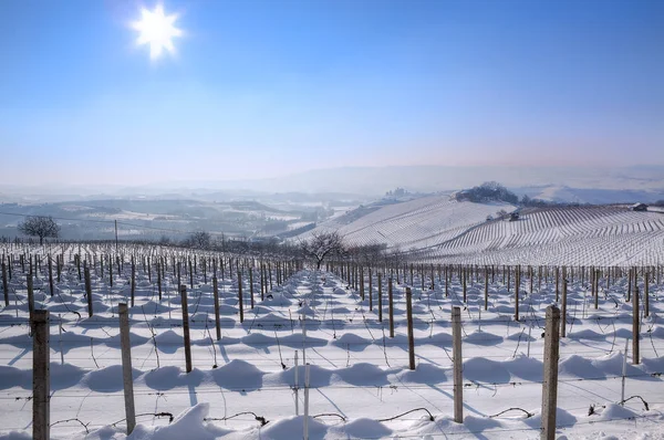 Vinhas nevadas. Piemonte, Itália . — Fotografia de Stock