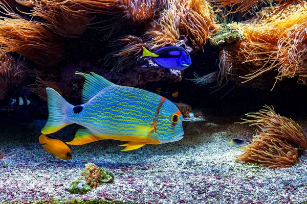 Peixes Exóticos Tropicais Coloridos Entre Recifes Perto Fundo — Fotografia de Stock