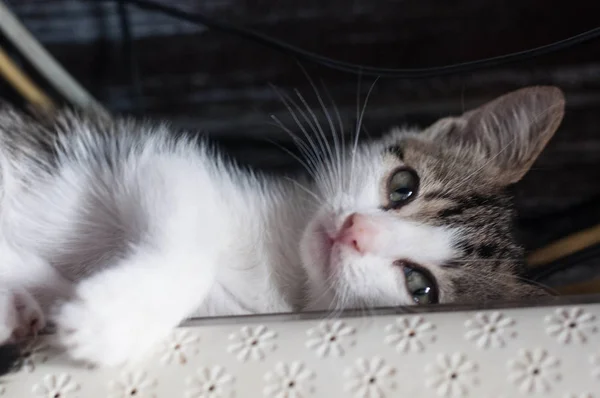 yalan bir bicolor kedicik 