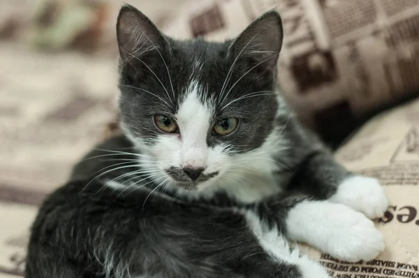 güzel bir genç bicolor kedi