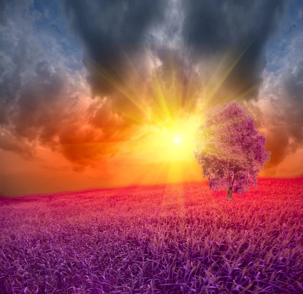 Єлисейське сонце над полем вітру і красиві і барвисті cl — стокове фото