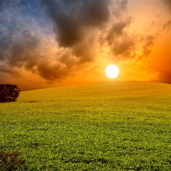Nádherný západ slunce. Zelená tráva, modrá obloha a krásné mraky — Stock fotografie