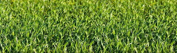Grönt gräs panorama — Stockfoto