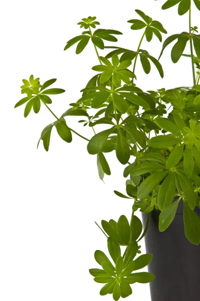 Green Woodruff Plant — Stock Photo, Image