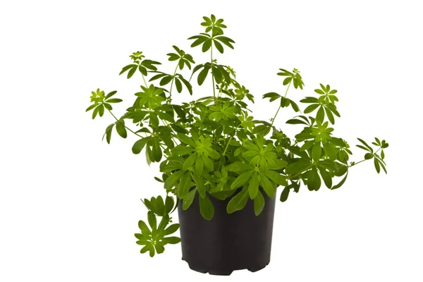 Fresh Woodruff Herbs — Stock Photo, Image