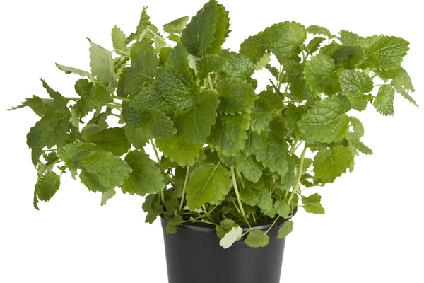 Fresh Peppermint in pot — Stock Photo, Image