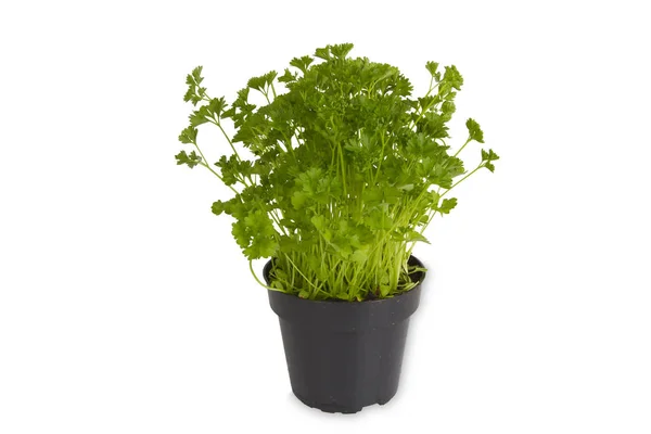 Fresh Parsley in pot — Stock Photo, Image