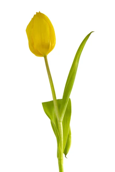 Beautiful Yellow Tulip — Stock Photo, Image