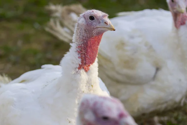 Portrait from Turkey hen — Stock Photo, Image