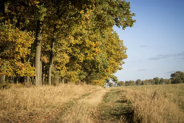 Jesień las wyświetleń — Zdjęcie stockowe