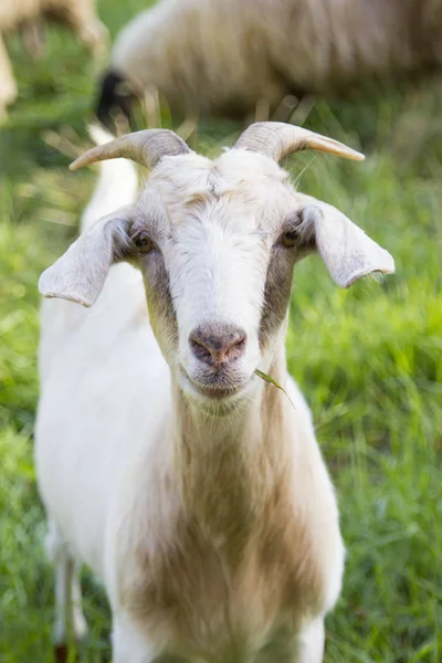 Beautiful Billy goat — Stock Photo, Image