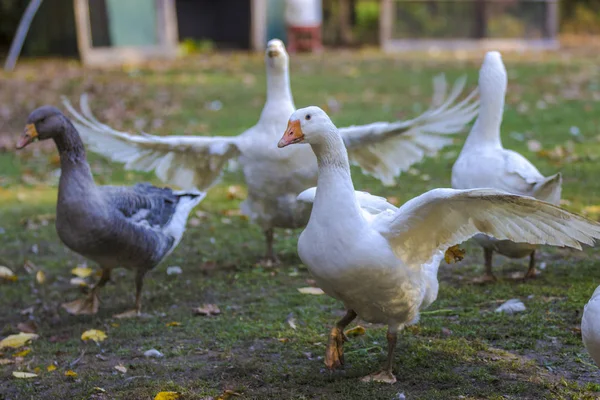 Gänse im Freigehege — Stockfoto