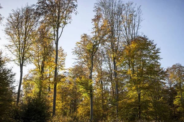 Impressioni della foresta autunnale — Foto Stock