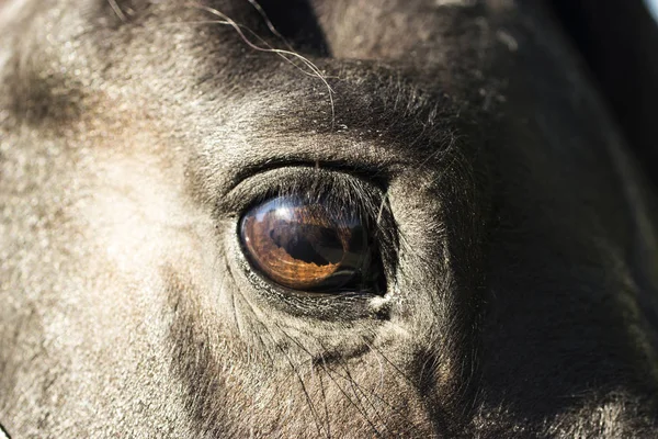 Olho de um cavalo preto — Fotografia de Stock