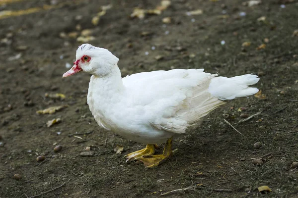 Fehér tenyésztési kacsa — Stock Fotó