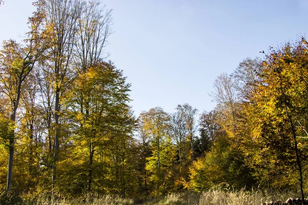 Impressioni della foresta autunnale — Foto Stock