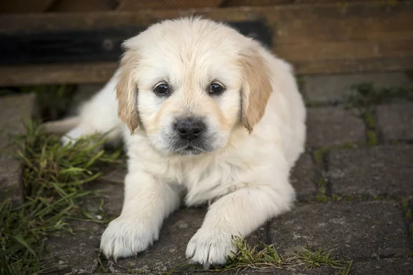 Golden Retriever Kiskutya — Stock Fotó