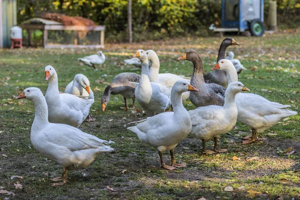 屋外エンクロージャ内のgeese — ストック写真