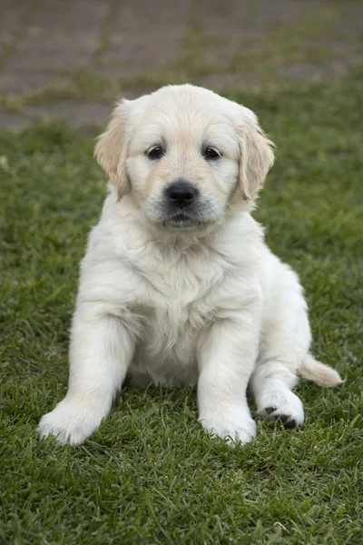 Şirin golden retriever yavru — Stok fotoğraf