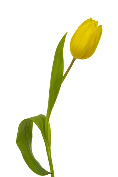 Beautiful Yellow Tulip — Stock Photo, Image