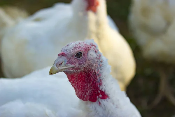 Retrato de gallina de Turquía — Foto de Stock