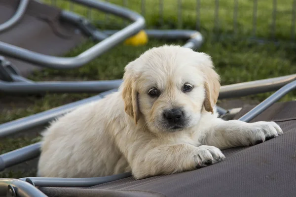 Aranyos golden retriever kiskutya — Stock Fotó