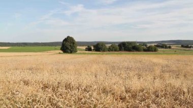 Yazın sonunda mısır tarlası