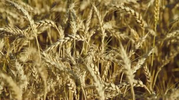 Campo de milho no final do verão — Vídeo de Stock