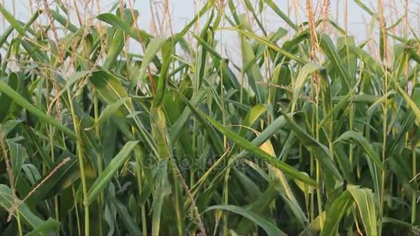 Cornfield en Detalle en Atumn — Vídeos de Stock