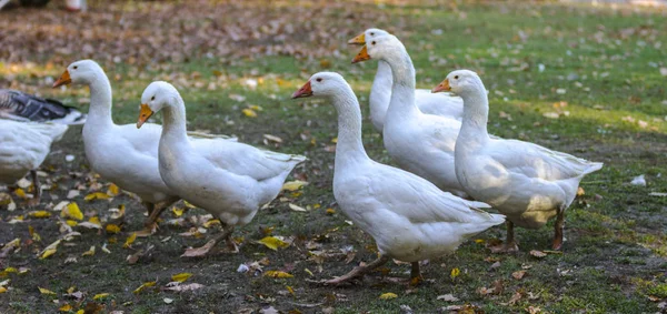 Gäss i utomhusutrymmen — Stockfoto