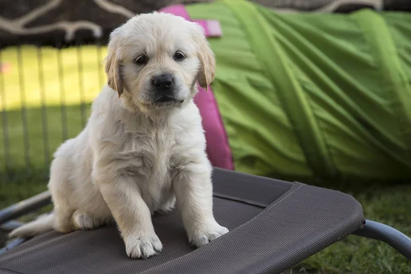 Aranyos golden retriever kiskutya — Stock Fotó